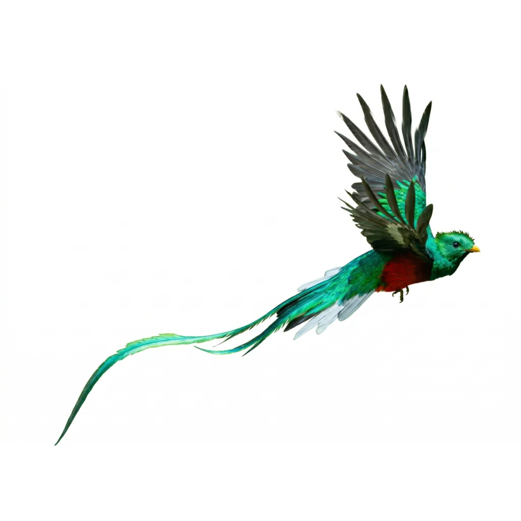 Quetzal Resplandeciente